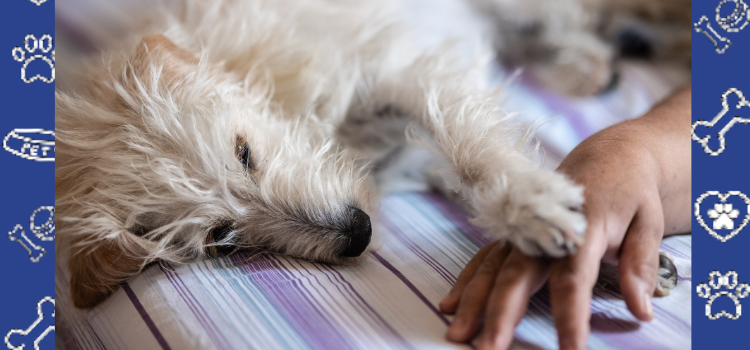 What Oklahoma Pet Owners Should Know About Local Ticks & Fleas
