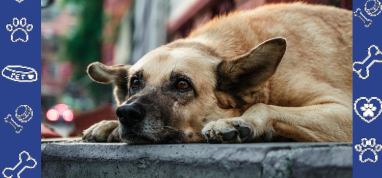 Cheapest Ways to Obtain a Legitimate ESA Housing Letter | PetCerts