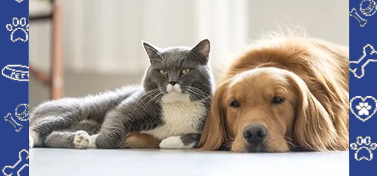 Can Apartments Charge Pet Rent for Emotional Support Animals? (2026 FHA Guide)
