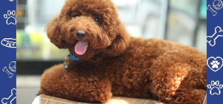 Pet-Friendly Pit Stops Across North Dakota