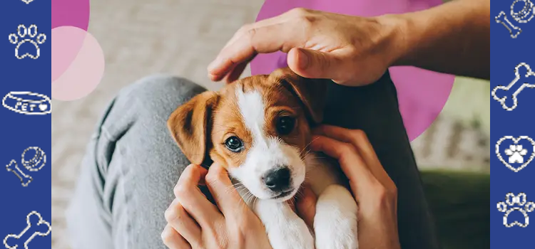 Emotional Support Animal Etiquette: How to Be a Responsible ESA Owner in Public Spaces